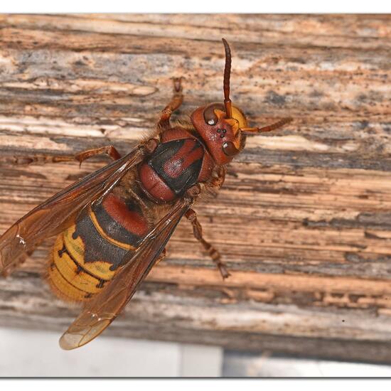 European hornet: Animal in habitat City and Urban in the NatureSpots App