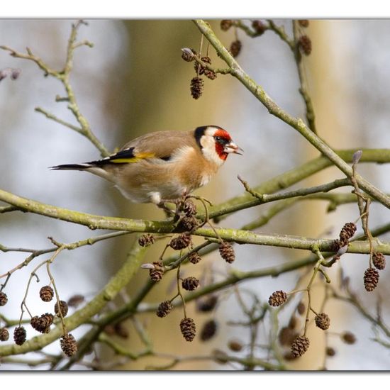 European Goldfinch: Animal in habitat Backyard in the NatureSpots App