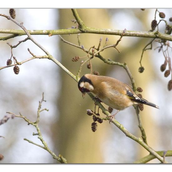 European Goldfinch: Animal in habitat Backyard in the NatureSpots App