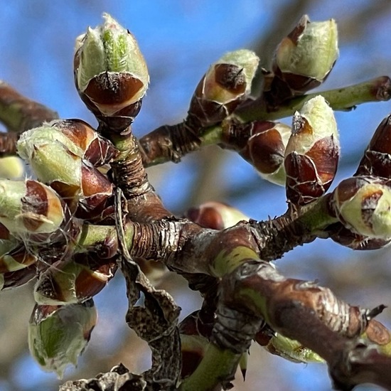 Almond tree: Plant in habitat Park in the NatureSpots App