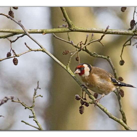 European Goldfinch: Animal in habitat Backyard in the NatureSpots App