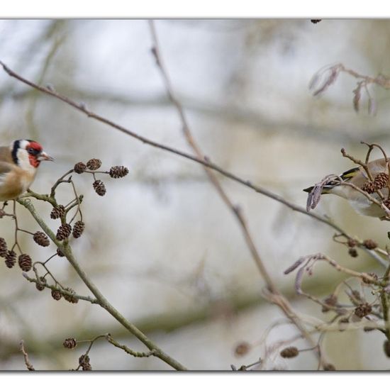 European Goldfinch: Animal in habitat Backyard in the NatureSpots App