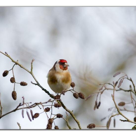 European Goldfinch: Animal in habitat Backyard in the NatureSpots App