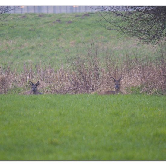 Roe deer: Animal in habitat Agricultural meadow in the NatureSpots App