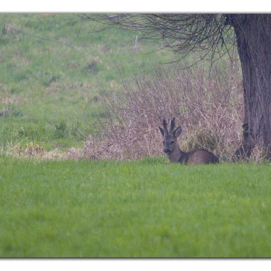 Roe deer: Animal in habitat Agricultural meadow in the NatureSpots App