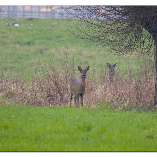 Roe deer: Animal in habitat Agricultural meadow in the NatureSpots App