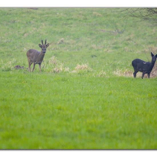 Roe deer: Animal in habitat Agricultural meadow in the NatureSpots App