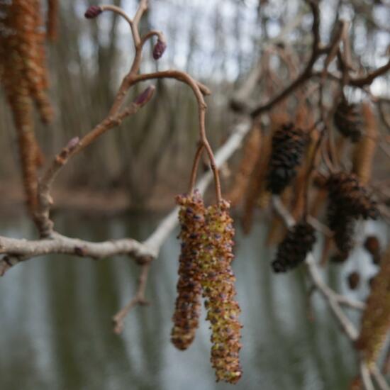 Alnus glutinosa: Plant in nature in the NatureSpots App