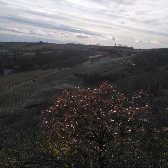 Landscape: Agriculture in habitat Vineyard in the NatureSpots App