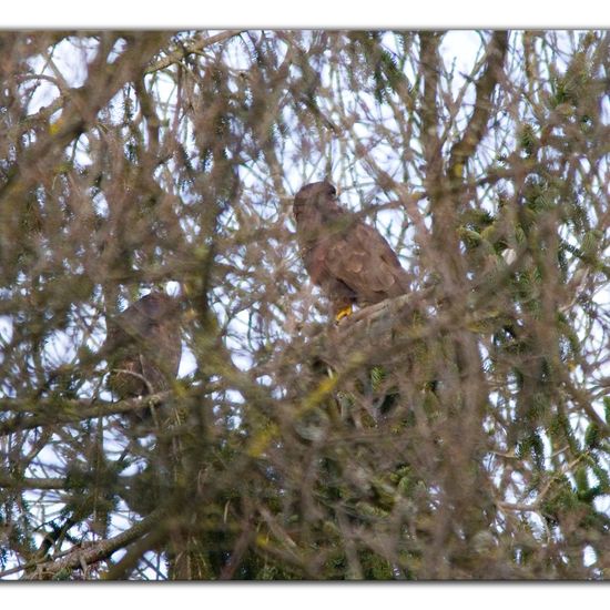 Common Buzzard: Animal in habitat Park in the NatureSpots App