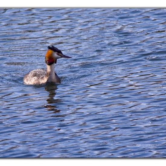 Great crested grebe: Animal in habitat Freshwater habitat in the NatureSpots App