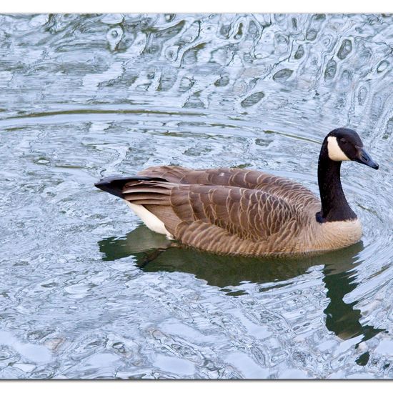 Canada Goose: Animal in habitat Freshwater habitat in the NatureSpots App