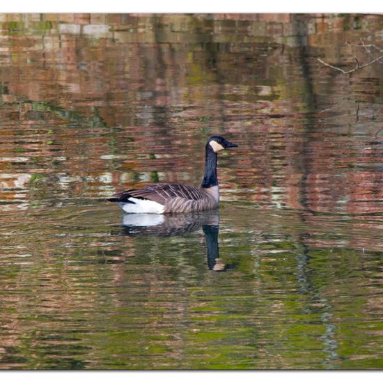 Canada Goose: Animal in habitat Freshwater habitat in the NatureSpots App