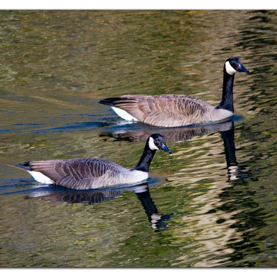 Canada Goose: Animal in habitat Freshwater habitat in the NatureSpots App