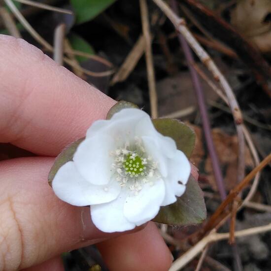 Anemone hepatica: Plant in habitat Garden in the NatureSpots App