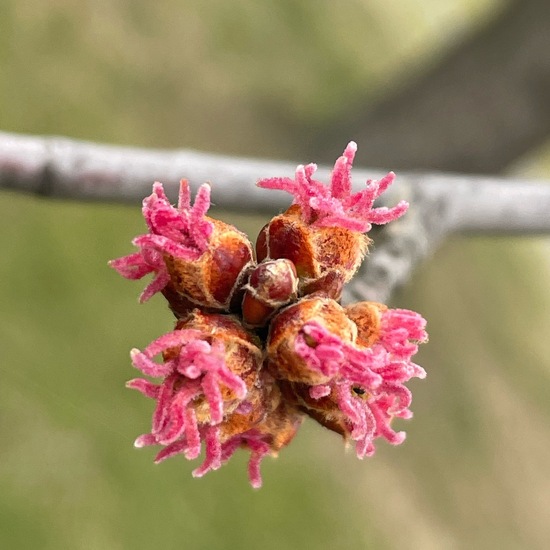 Acer saccharinum: Plant in habitat Park in the NatureSpots App