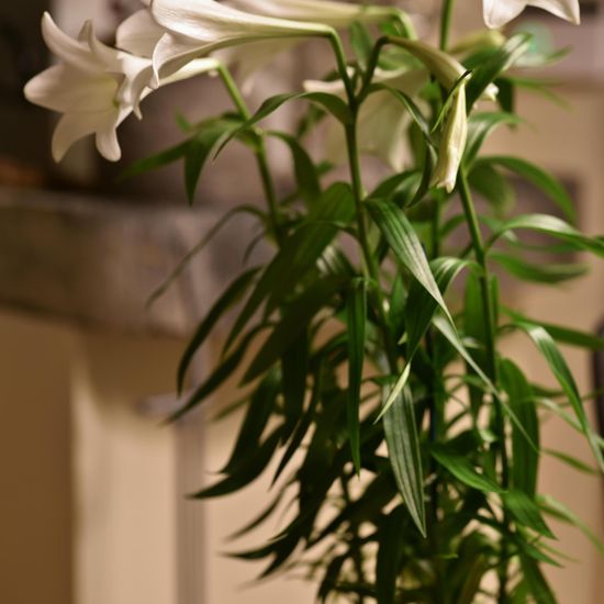 Unknown species: Plant in habitat Living space or Indoor in the NatureSpots App