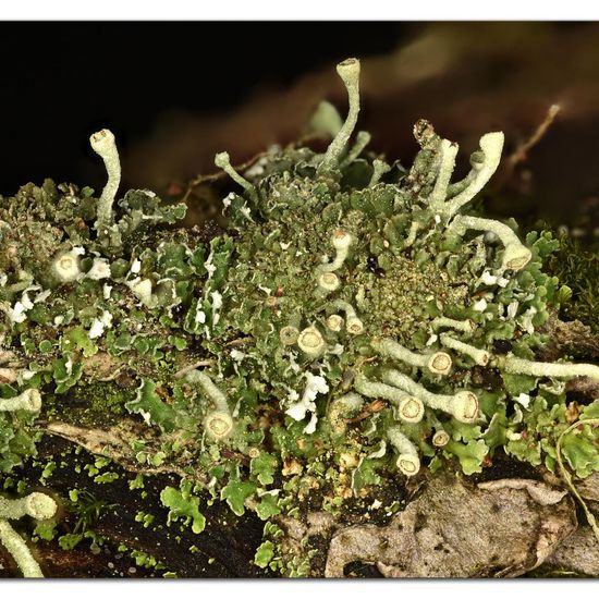 Cladonia grayi: Mushroom in habitat Garden in the NatureSpots App