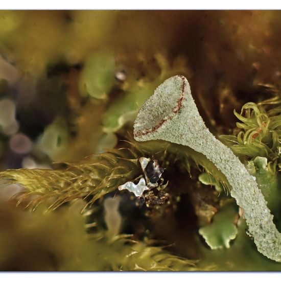 Cladonia grayi: Mushroom in habitat Garden in the NatureSpots App