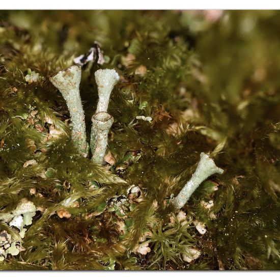 Cladonia grayi: Mushroom in habitat Garden in the NatureSpots App