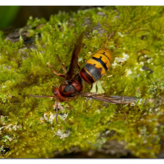 European hornet: Animal in habitat City and Urban in the NatureSpots App