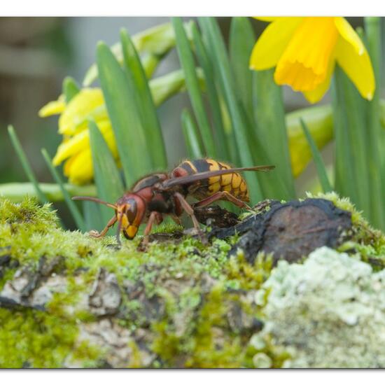 European hornet: Animal in habitat City and Urban in the NatureSpots App