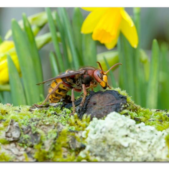 European hornet: Animal in habitat City and Urban in the NatureSpots App