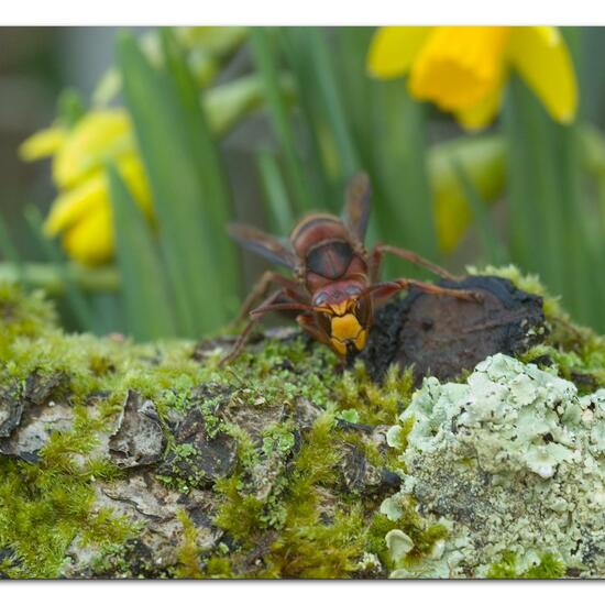 European hornet: Animal in habitat City and Urban in the NatureSpots App