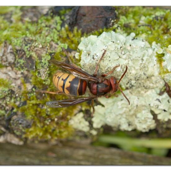 European hornet: Animal in habitat City and Urban in the NatureSpots App