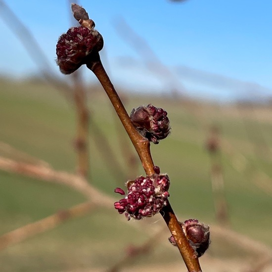 Ulmus minor: Plant in habitat Agricultural habitat in the NatureSpots App