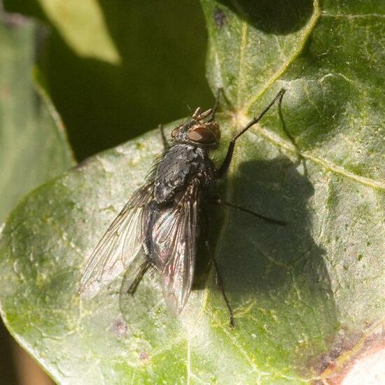 Calliphora vicina: Animal in habitat Garden in the NatureSpots App