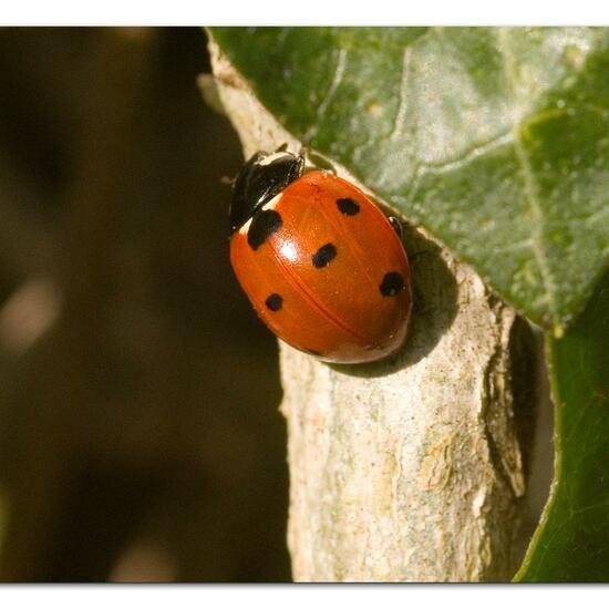 Coccinella septempunctata: Animal in habitat Garden in the NatureSpots App