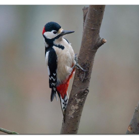 Great Spotted Woodpecker: Animal in habitat Backyard in the NatureSpots App