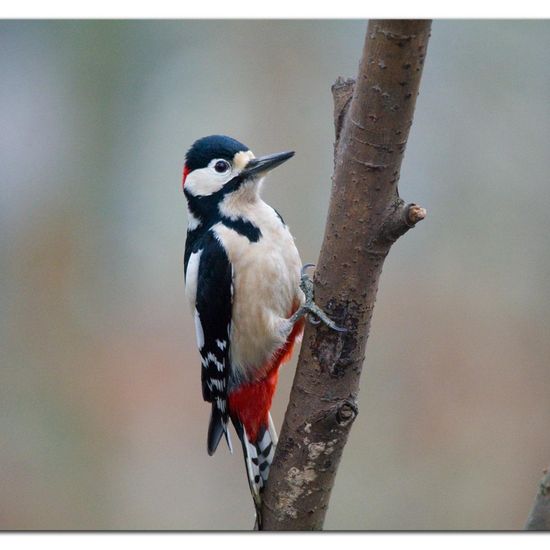 Great Spotted Woodpecker: Animal in habitat Backyard in the NatureSpots App