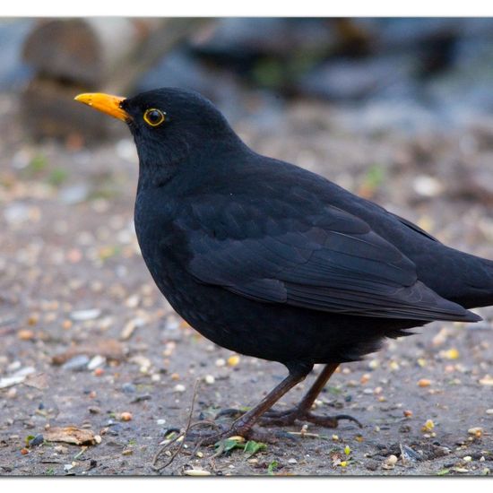 Common blackbird: Animal in habitat Backyard in the NatureSpots App