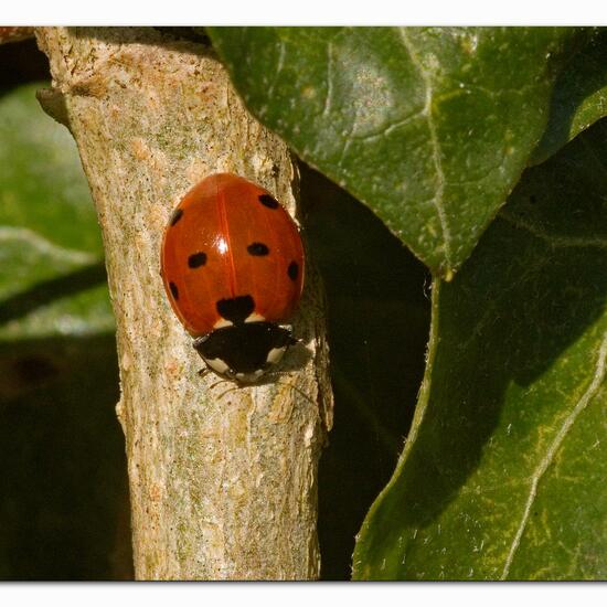 Coccinella septempunctata: Animal in habitat Garden in the NatureSpots App