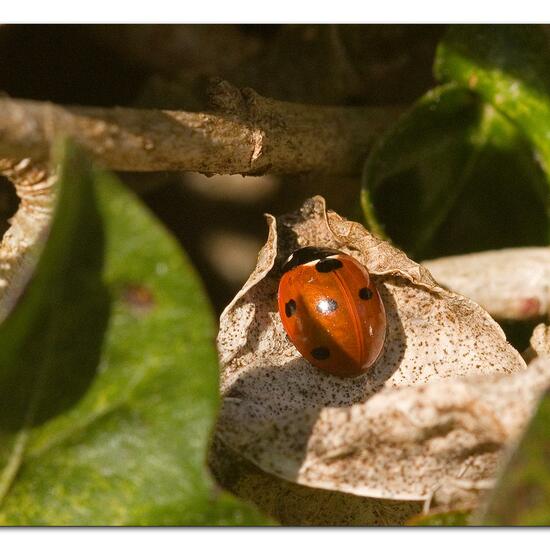 Coccinella septempunctata: Animal in habitat Garden in the NatureSpots App