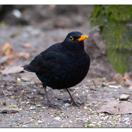 Common blackbird: Animal in habitat Backyard in the NatureSpots App