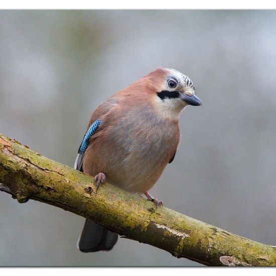 Eurasian Jay: Animal in habitat Backyard in the NatureSpots App