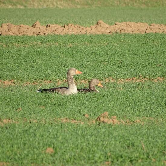 Greylag Goose: Animal in habitat Crop cultivation in the NatureSpots App