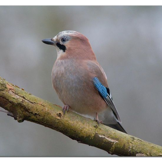 Eurasian Jay: Animal in habitat Backyard in the NatureSpots App