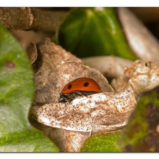 Coccinella septempunctata: Animal in habitat Garden in the NatureSpots App