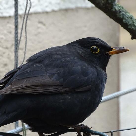 Common blackbird: Animal in habitat Garden in the NatureSpots App