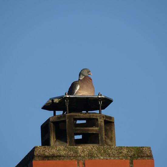 Common Wood Pigeon: Animal in habitat City and Urban in the NatureSpots App