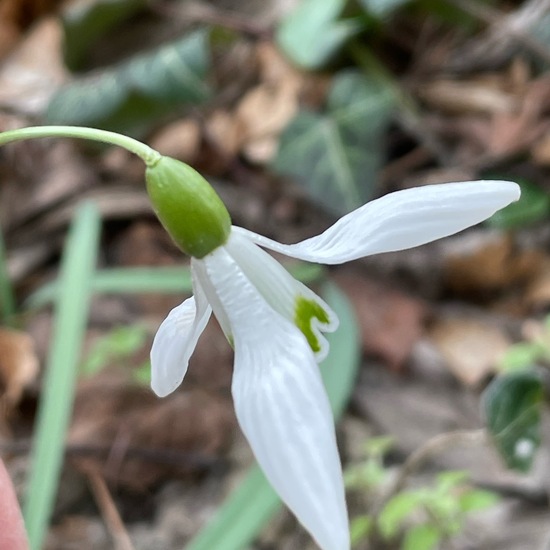 Galanthus nivalis: Plant in habitat Riparian forest in the NatureSpots App