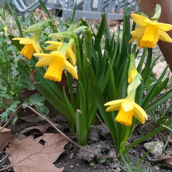 Narcissus: Plant in habitat Garden in the NatureSpots App