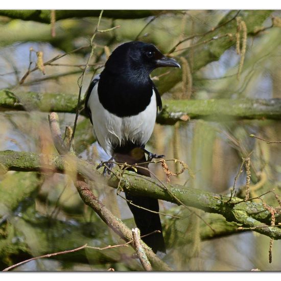 Eurasian Magpie: Animal in habitat Backyard in the NatureSpots App