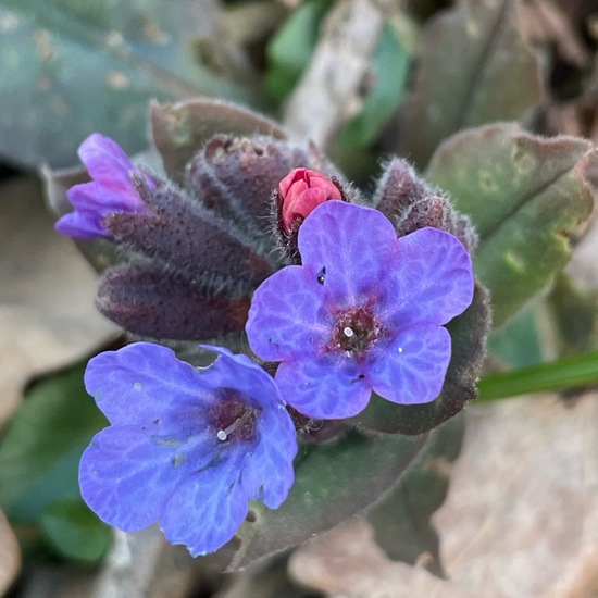 Pulmonaria officinalis: Plant in nature in the NatureSpots App