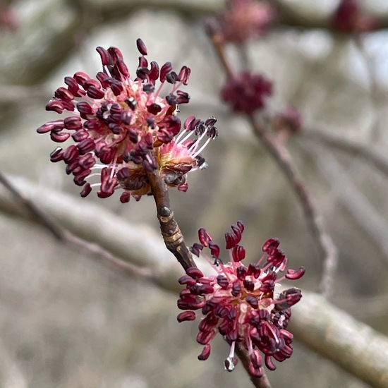 Ulmus minor: Plant in habitat Agricultural habitat in the NatureSpots App