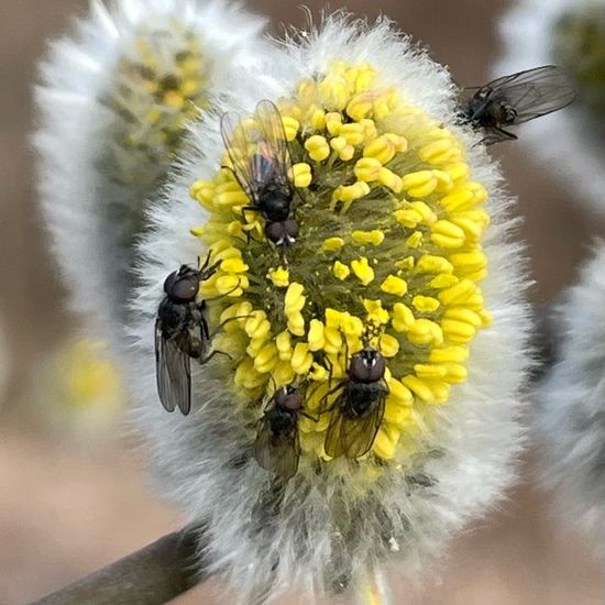 Salix caprea: Plant in habitat Park in the NatureSpots App